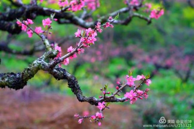 桃花依旧向阳开原唱