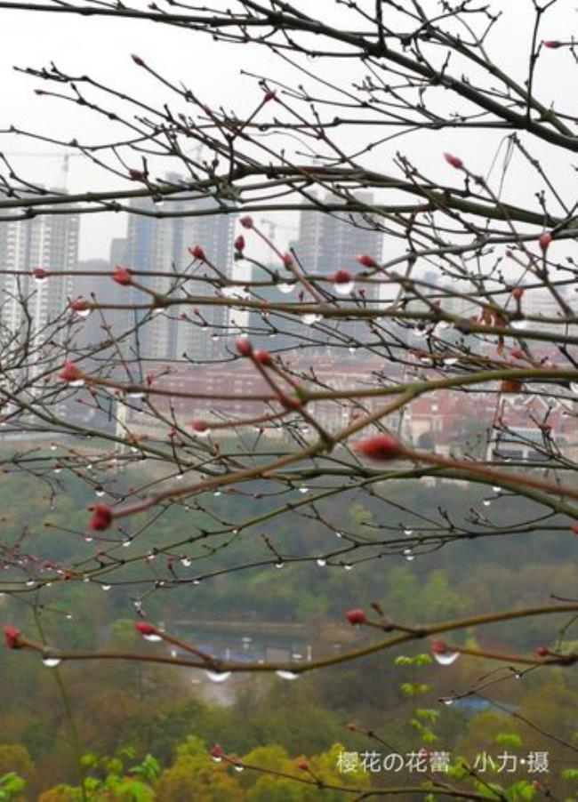 春风细雨润无声全诗