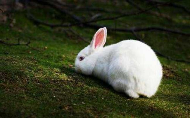 兔子在什么情况下会发出声音