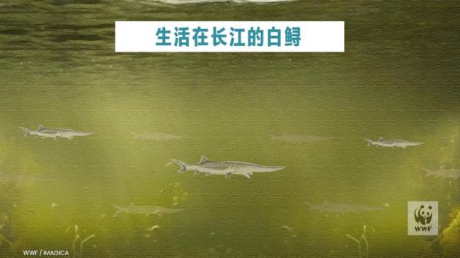 中国珍稀水生物种