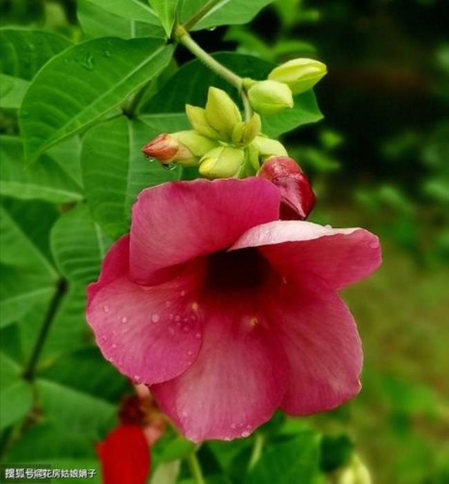 飘香藤是单生花还是花序