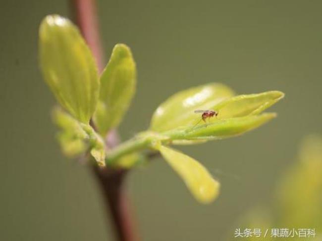 防治枣瘿蚊的最佳农药是什么