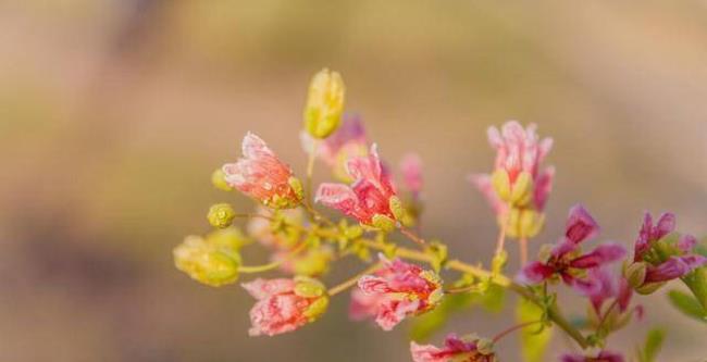 花开花败总归尘是哪首诗里的