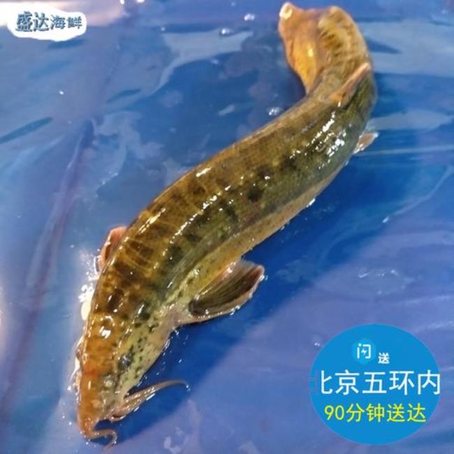 淡水养殖河鲜种类