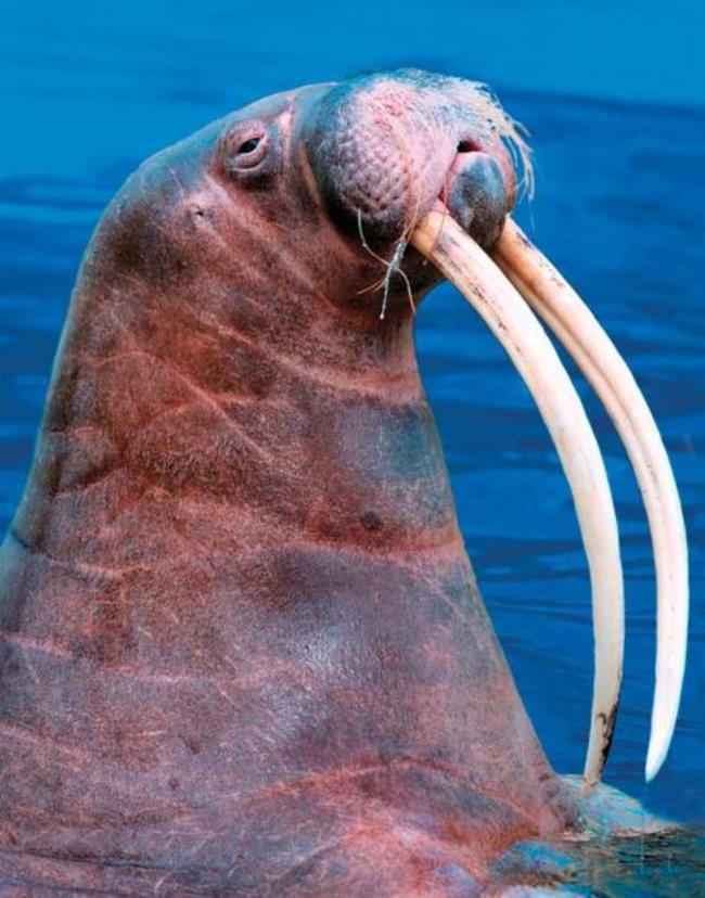 walrus是什么动物