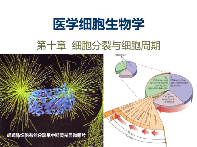 细胞分裂G1 S G2 M分别代表什么时期