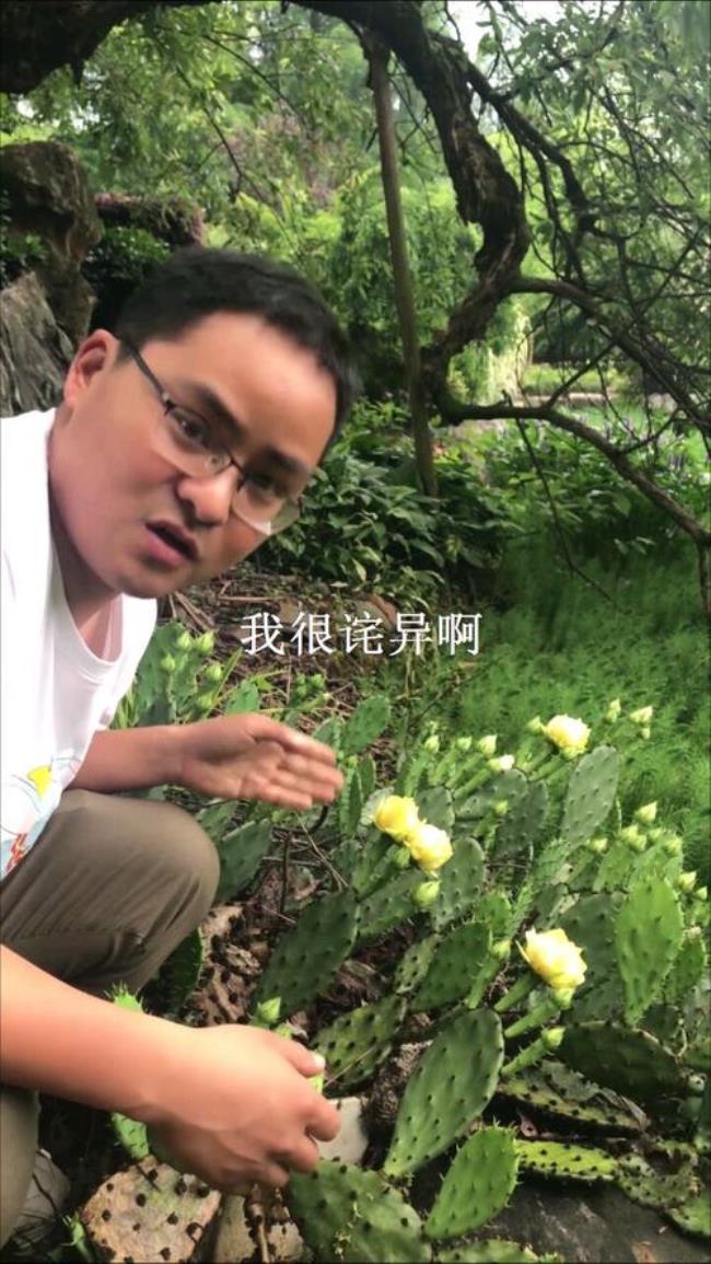 仙人掰掰是哪里方言