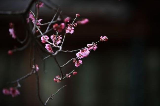 梅花三弄什么来历