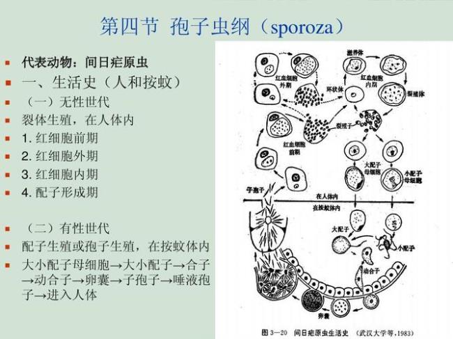 疟原虫的生活条件