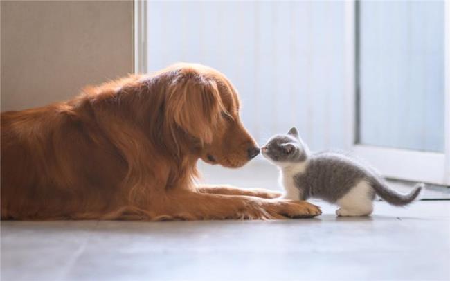 养狗后养猫怎么让狗不嫉妒