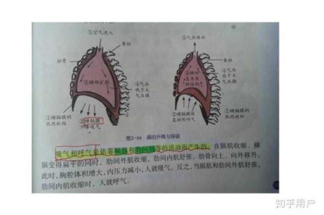 横隔膜是什么