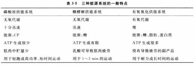 有氧耐力的生理学基础是什么