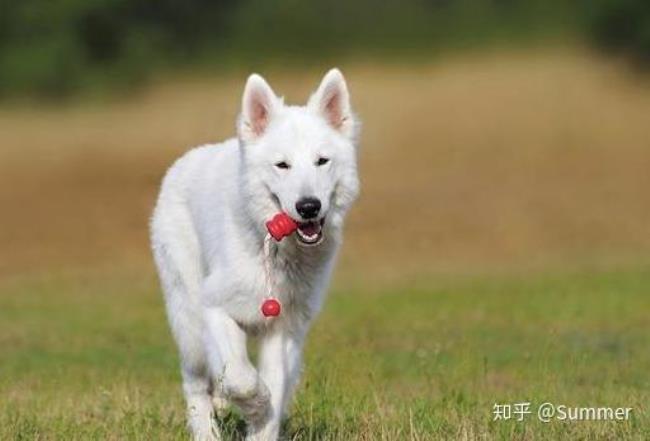 导盲犬的特征和喜好