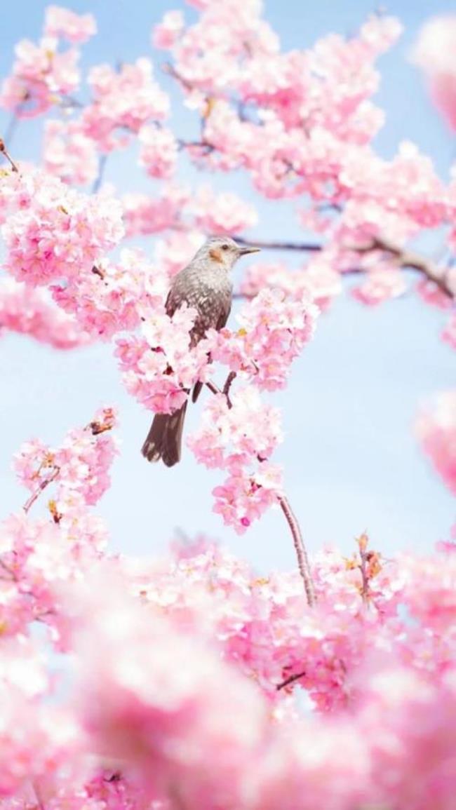 什么成语招桃花