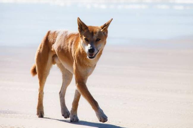 澳洲野犬为什么泛滥成灾