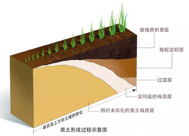 黑土地土壤质量