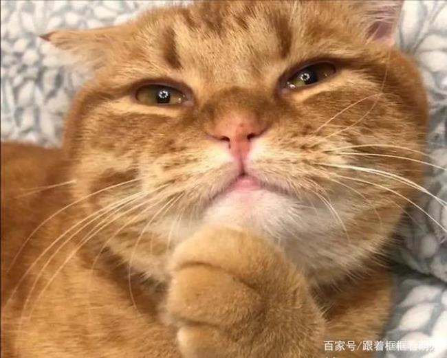 猫咪吃完饭舔爪子是什么意思