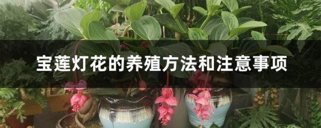 进口宝莲灯种球什么季节种