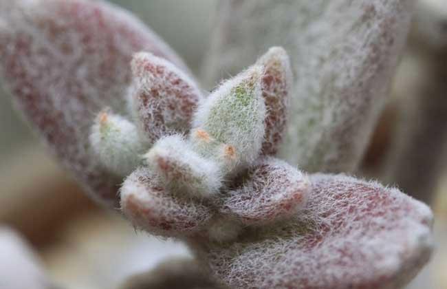 野生兔耳的种植方法