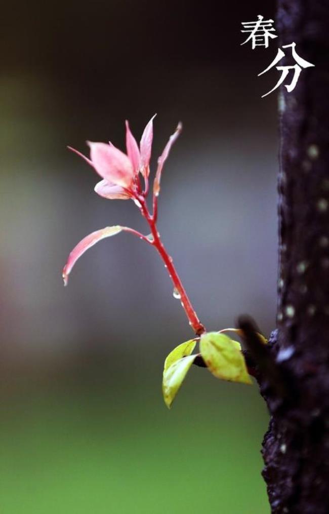 露节渐芳的下一句是什么