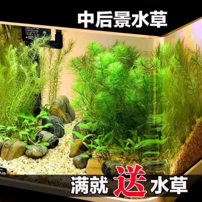 鱼缸养龟水草怎么种植