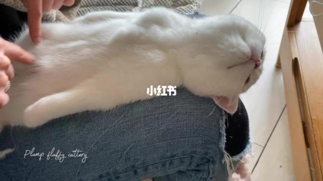 爱养猫的女生什么性格