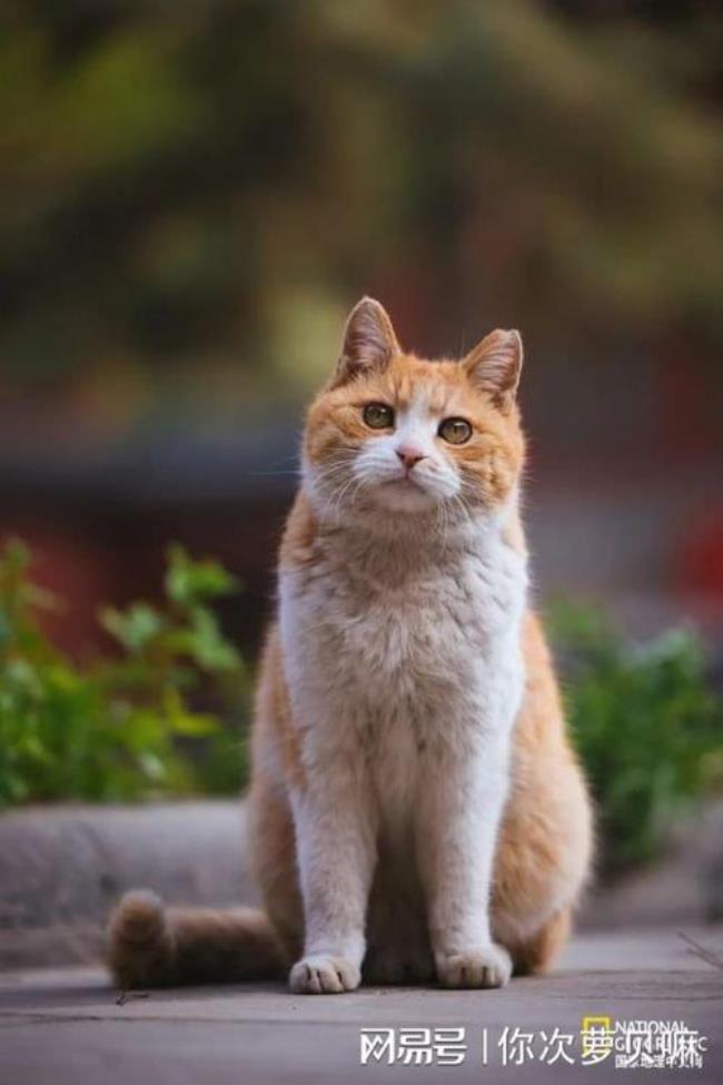 故宫的鳌拜橘色猫是什么猫