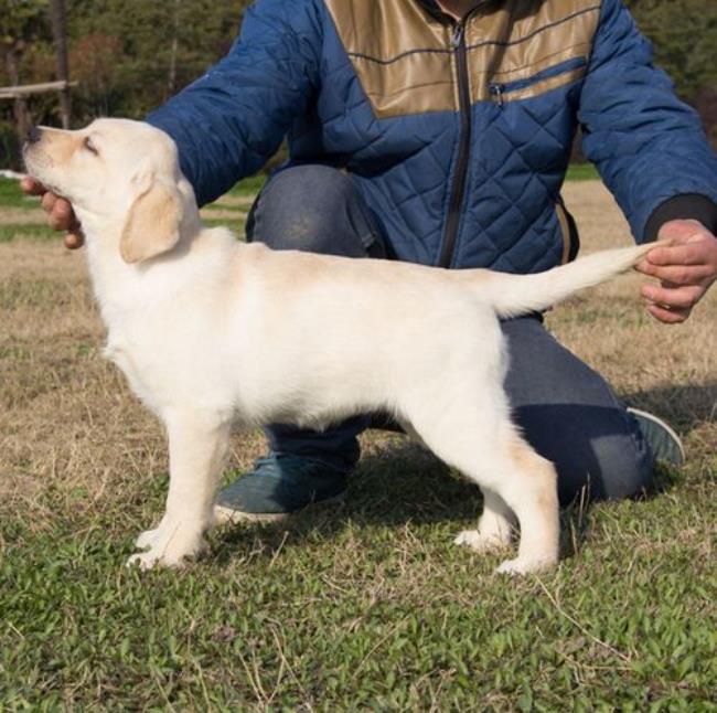 重庆哪里有卖拉布拉多