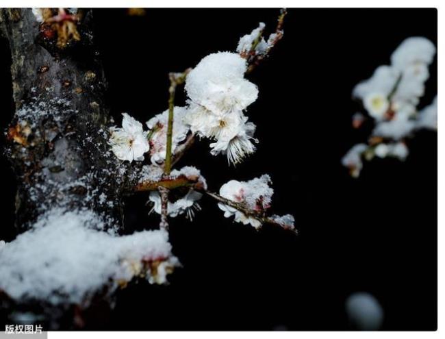 雪梅坡诗句