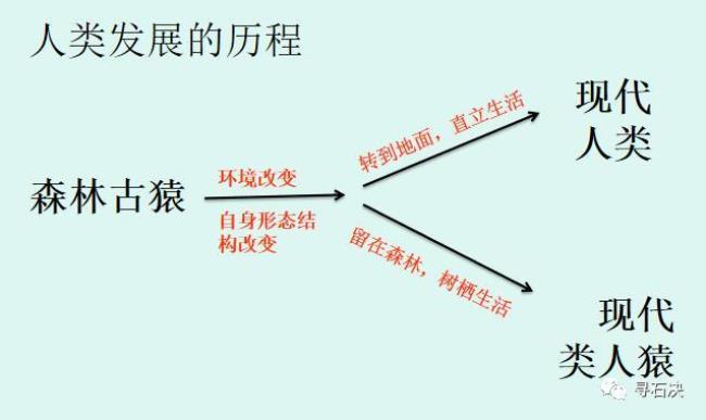 人类最早的行业