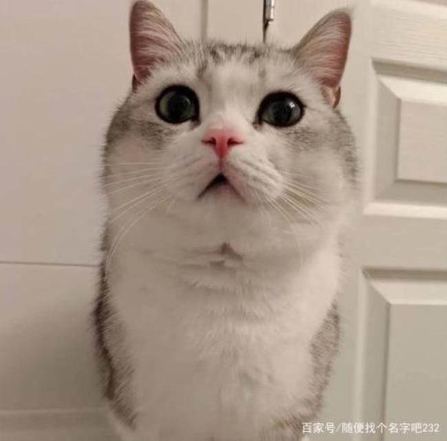 猫咪多大发腮