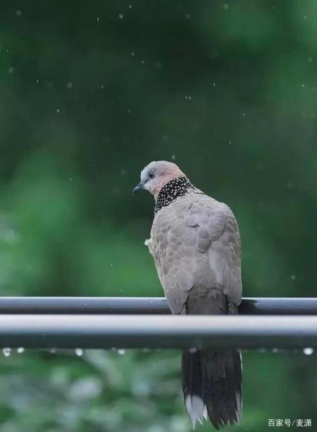 一场透雨读音