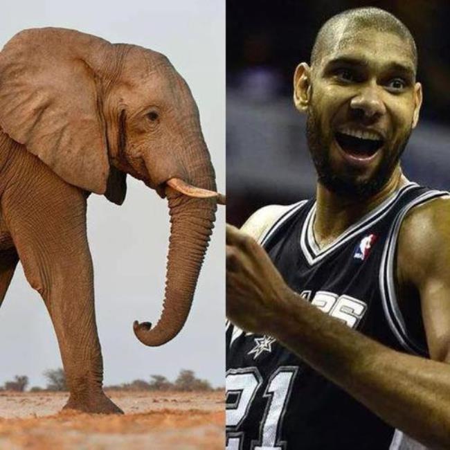 NBA代表什么动物