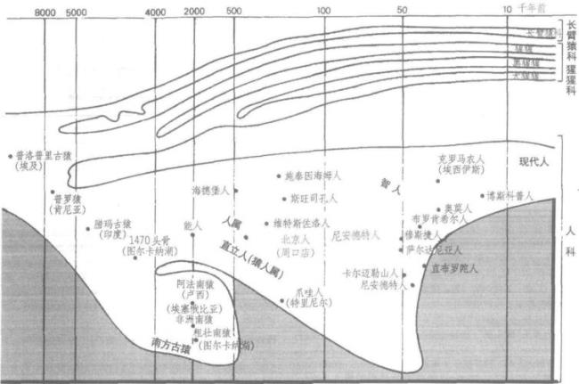 克罗维人是智人吗