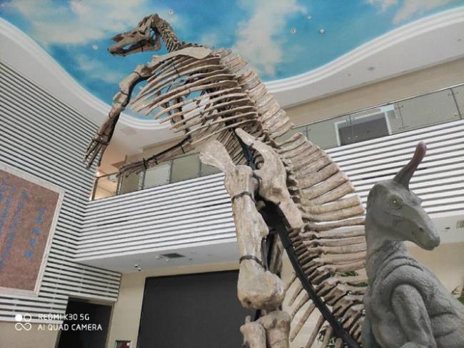澄江帽天山化石博物馆开放时间