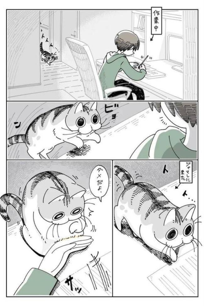 求女主穿越成猫的漫画