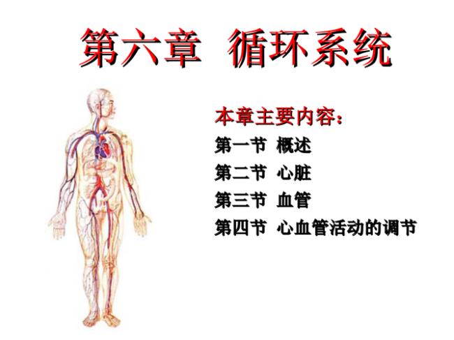 人体生理系统包括哪些