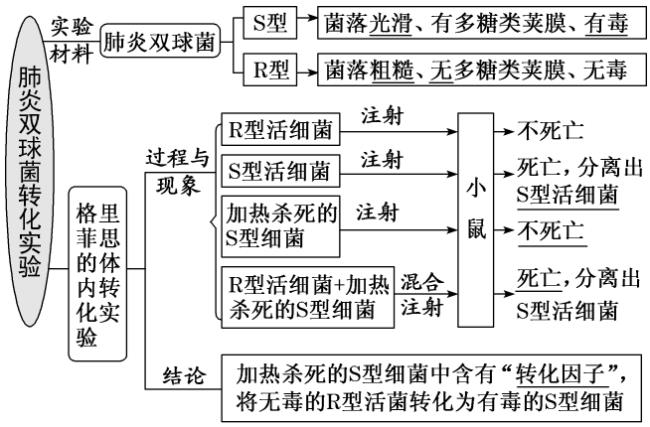 先有格里菲斯的实验还是艾弗里