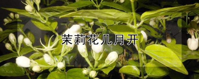 花间堂茉莉花怎么样