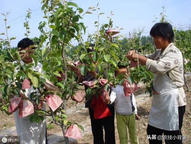 1-3年苹果幼树的修剪方法