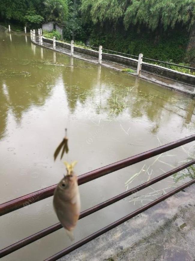 下雨可以钓鱼吗