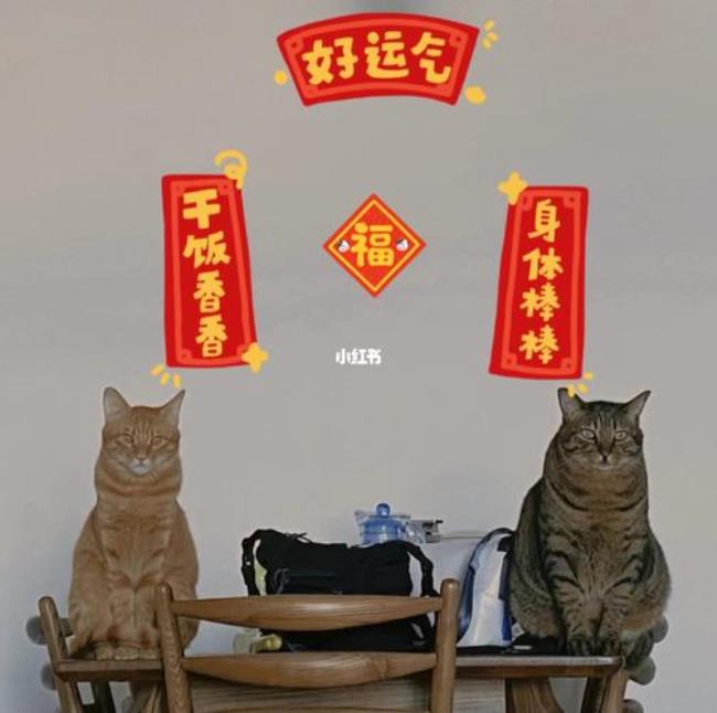 大过年的猫进家门好不好