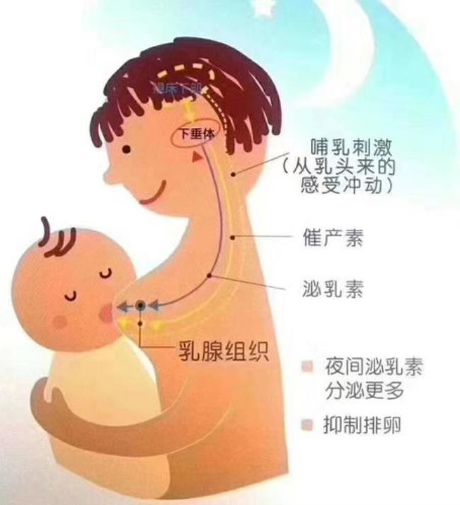 乳房为什么挤出乳白色的水