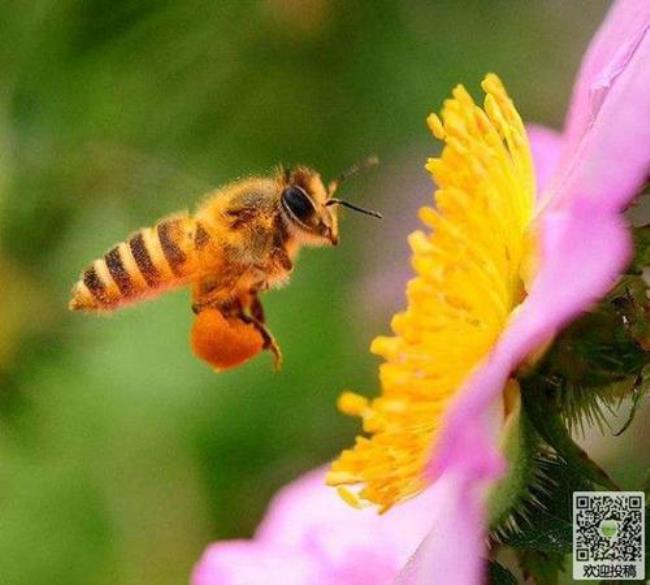 蜜蜂的英语怎样说