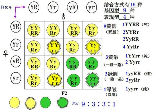 什么是自由组合定律