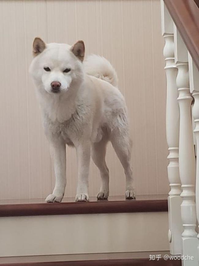 白色柴犬母狗能长多重