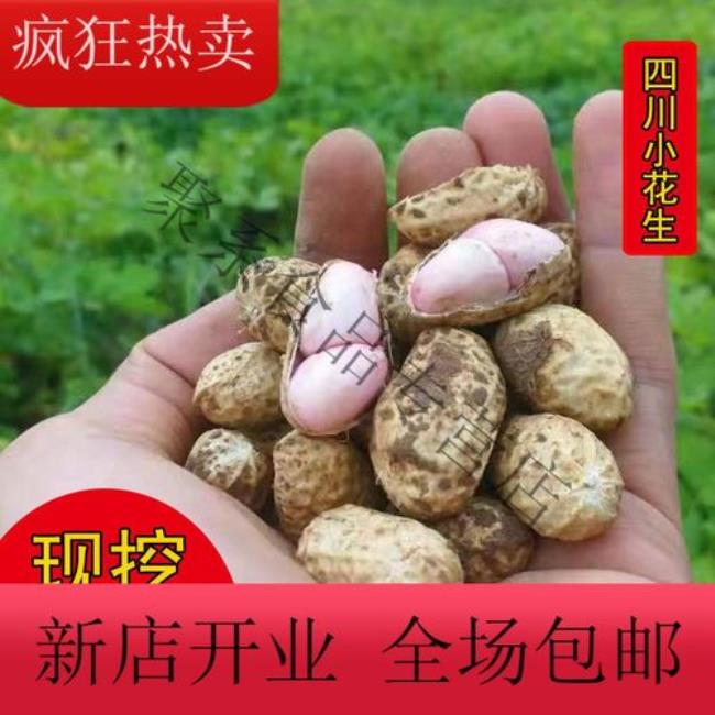 小花生是什么生物