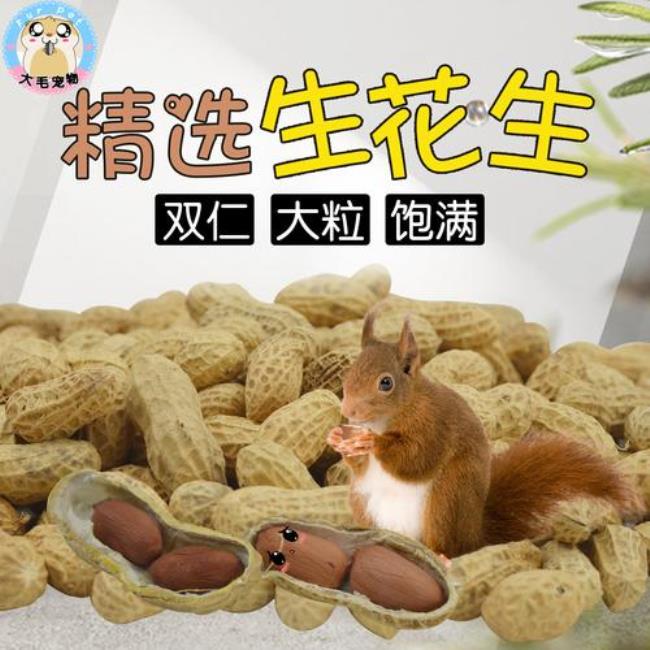 野生龙猫原来吃坚果吗