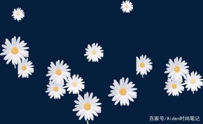 为什么喜欢雏菊