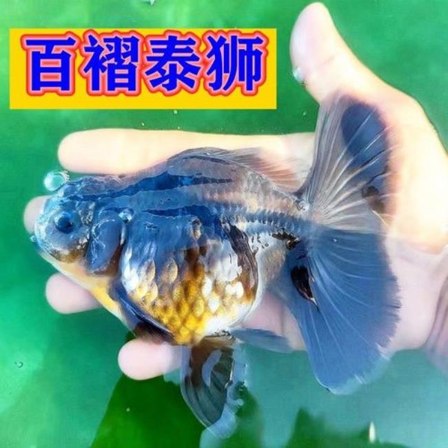 泰狮和兰寿哪个好养